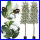 2_Pack_Olive_Tree_7ft_Faux_Olive_Tree_82_Inch_Olive_Trees_Artificial_Indoor_F_01_jhd