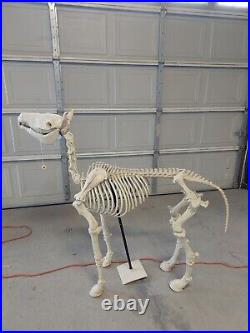 4ft Life Size Standing Skeleton Pony Halloween Prop lights up sound