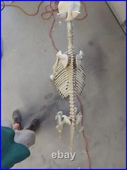 4ft Life Size Standing Skeleton Pony Halloween Prop lights up sound
