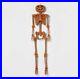 60_Posable_Pumpkin_Skeleton_Halloween_Decorative_Mannequin_Hyde_EEK_NEW_01_xmz