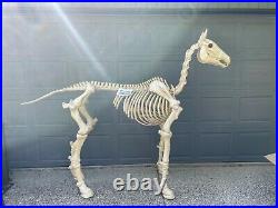 6 ft Life Size Standing Skeleton Horse Halloween Prop Decor Glowing Eyes