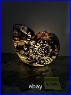 Barbara king Color Morphing/White Lighted sandstone Grey 10 Sea Moon Shell