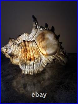 Barbara king Color Morphing/White Lighted sandstone Grey 14 Conch Sea Shell