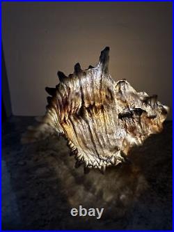 Barbara king Color Morphing/White Lighted sandstone Grey 14 Conch Sea Shell