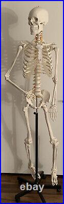 Full Skeleton Model 6ft. Tall With Anatomy Guidebook