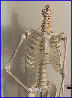 Full Skeleton Model 6ft. Tall With Anatomy Guidebook