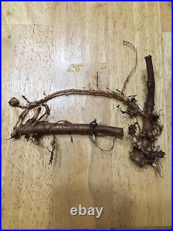 Ideal Gift to Home Brewers, 20 Organic Cascade Hop Rhizomes, $100