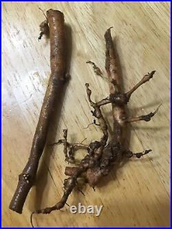 Ideal Gift to Home Brewers, 20 Organic Cascade Hop Rhizomes, $100
