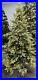 Treetopia_Addison_Spruce_Artificial_Christmas_Tree_6_Ft_Clear_LED_NEWithOpen_box_6_01_infe